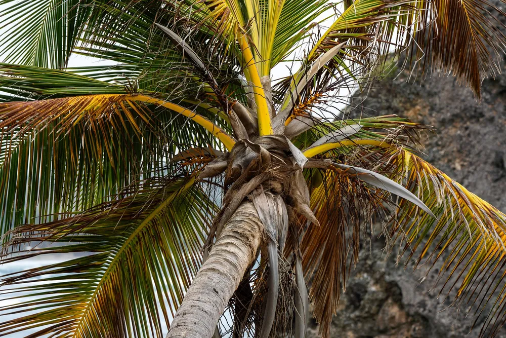 Barbados