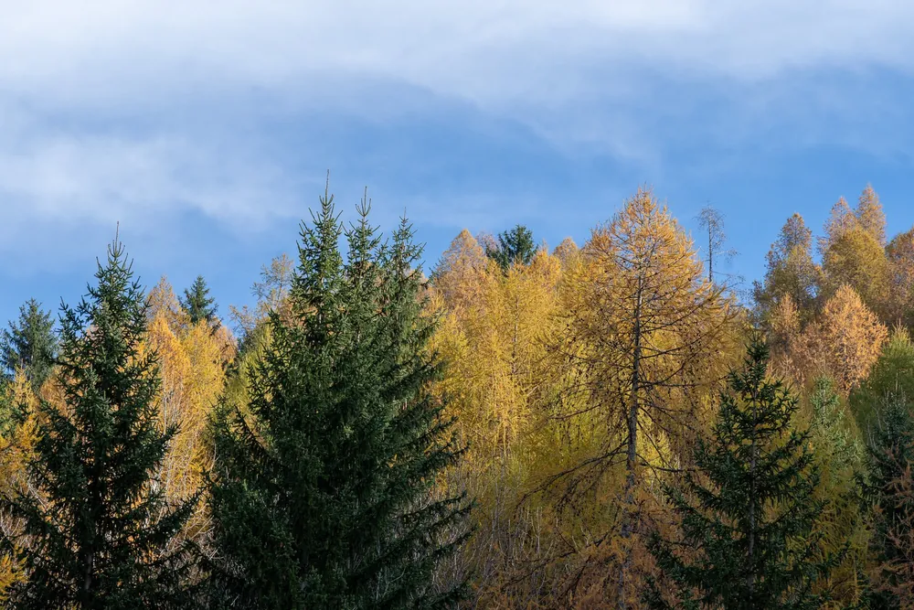 Bardonecchia