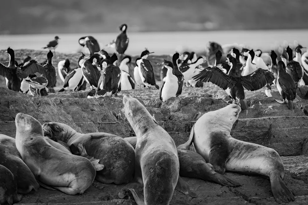 Beagle Channel