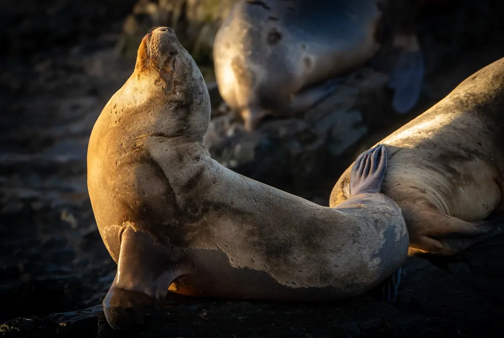 Beagle Channel
