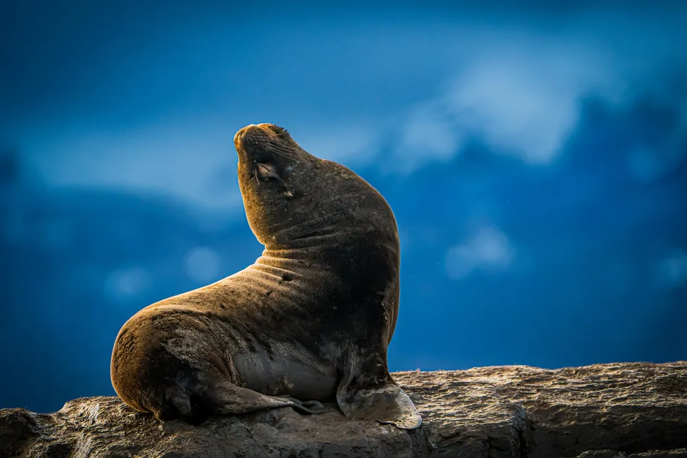 Beagle Channel