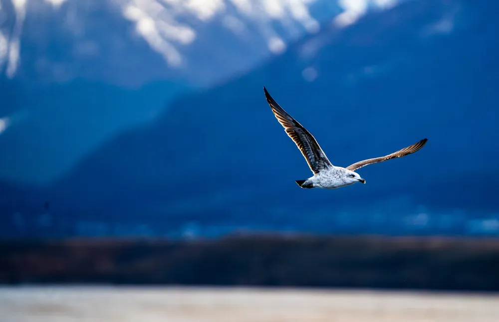 Beagle Channel