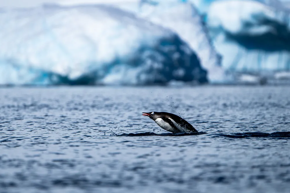 Cuverville Island