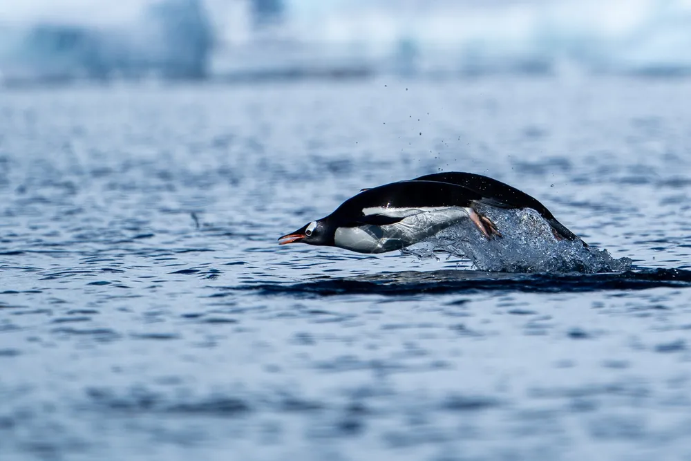 Cuverville Island