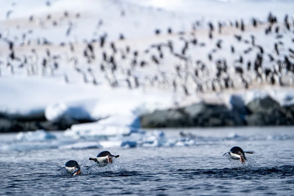 Cuverville Island