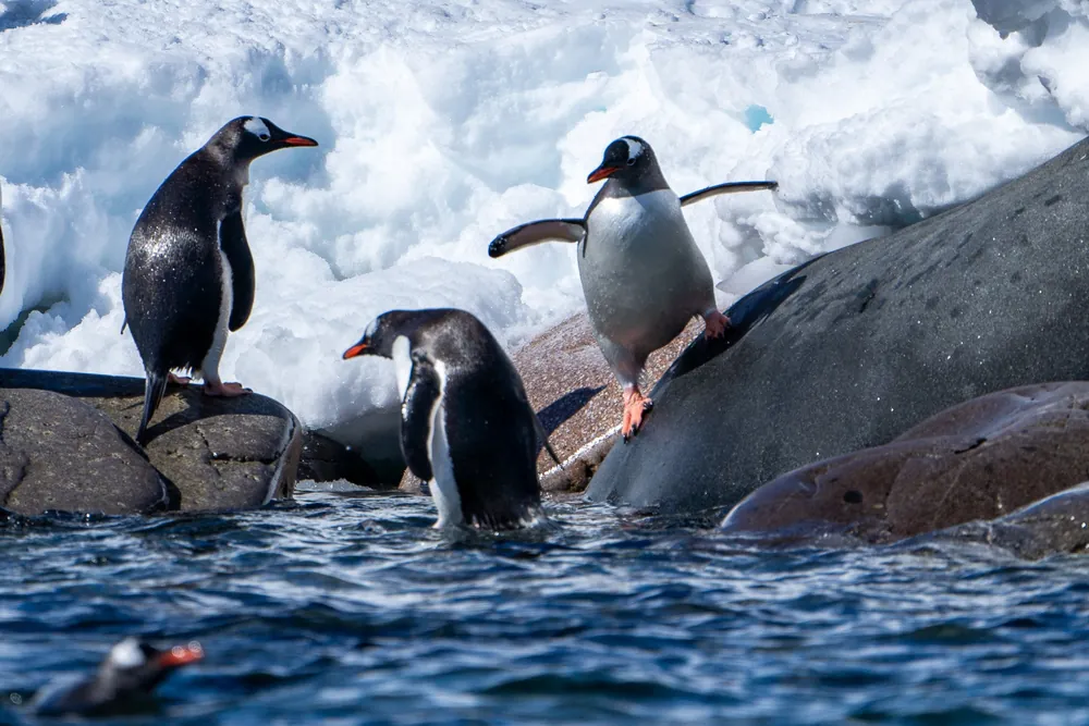 Cuverville Island