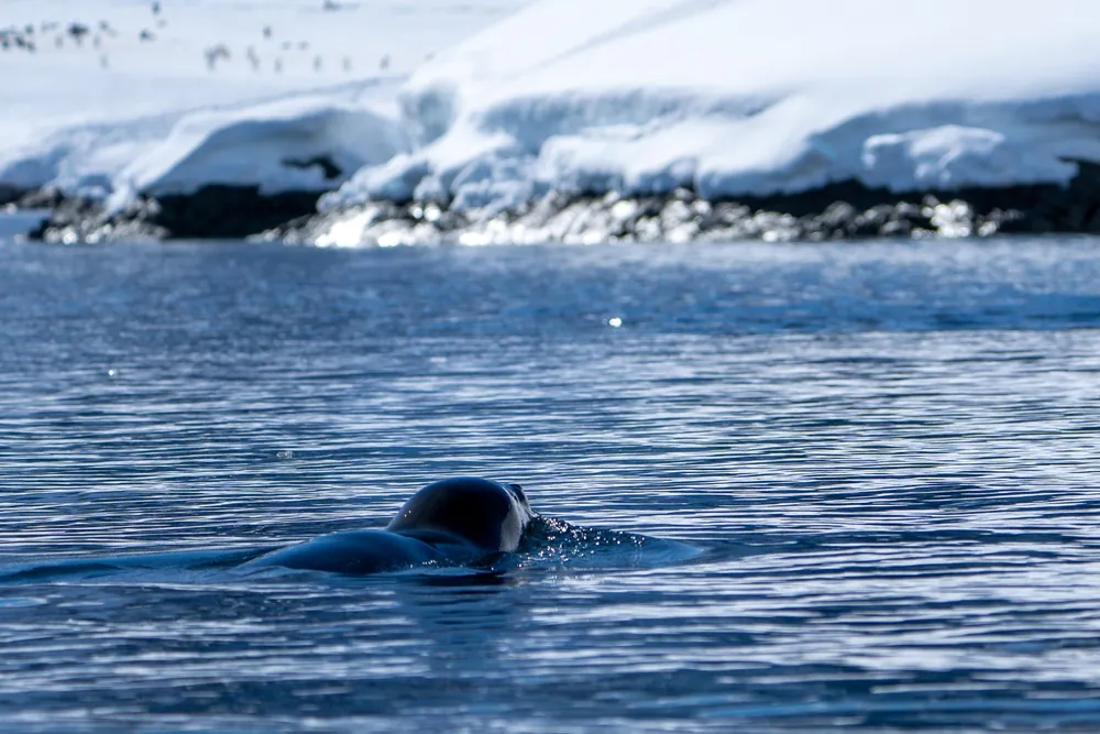 Cuverville Island