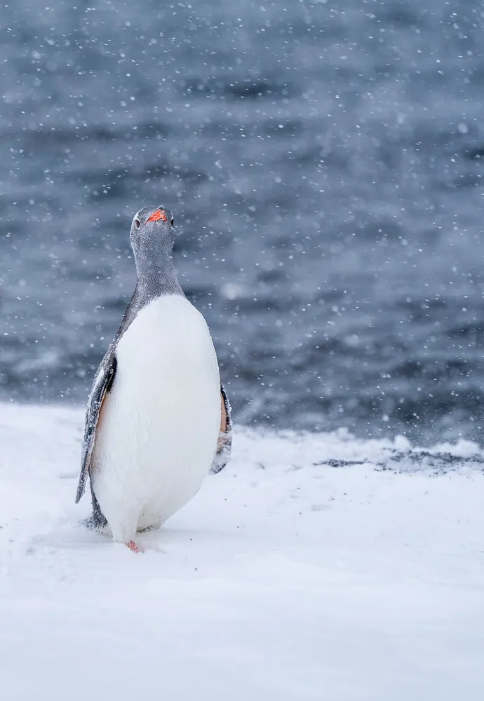 Deception Island