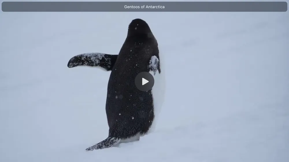 Gentoos of Antarctica
