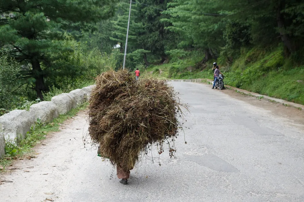 Manali