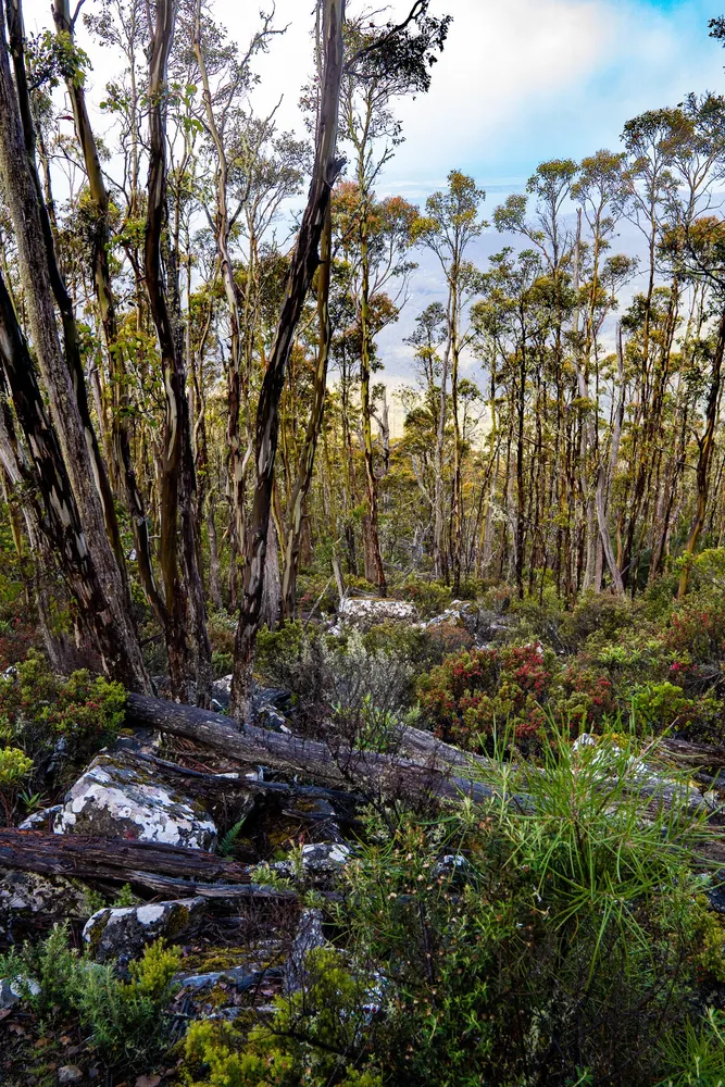 Mount Wellington