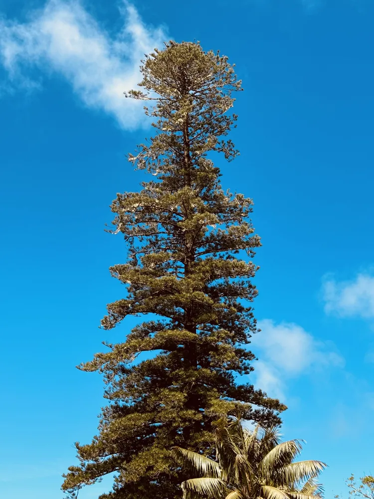 Norfolk Island