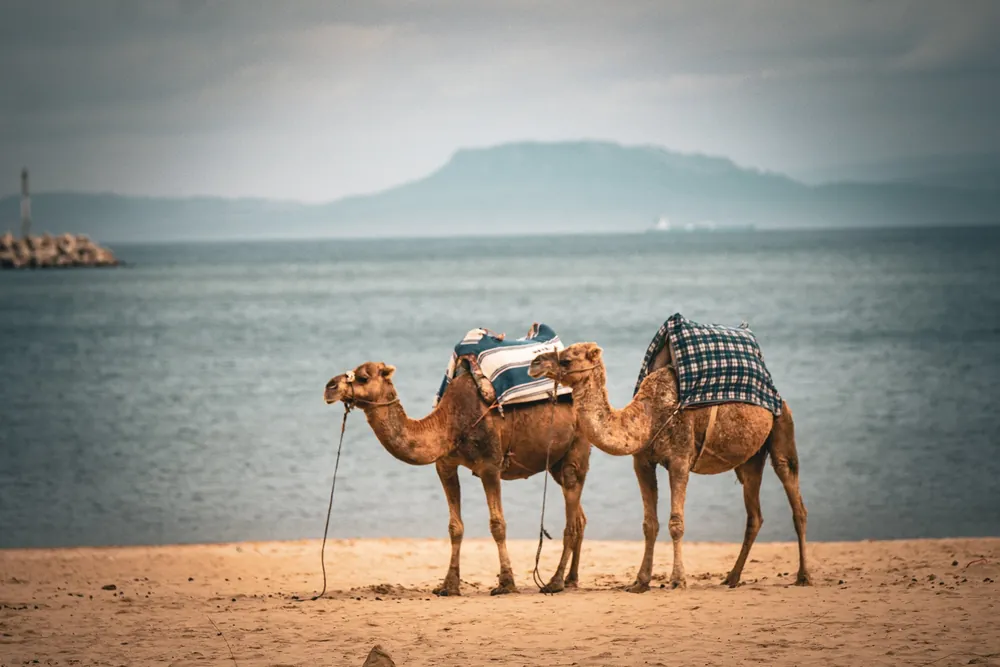 Tangier