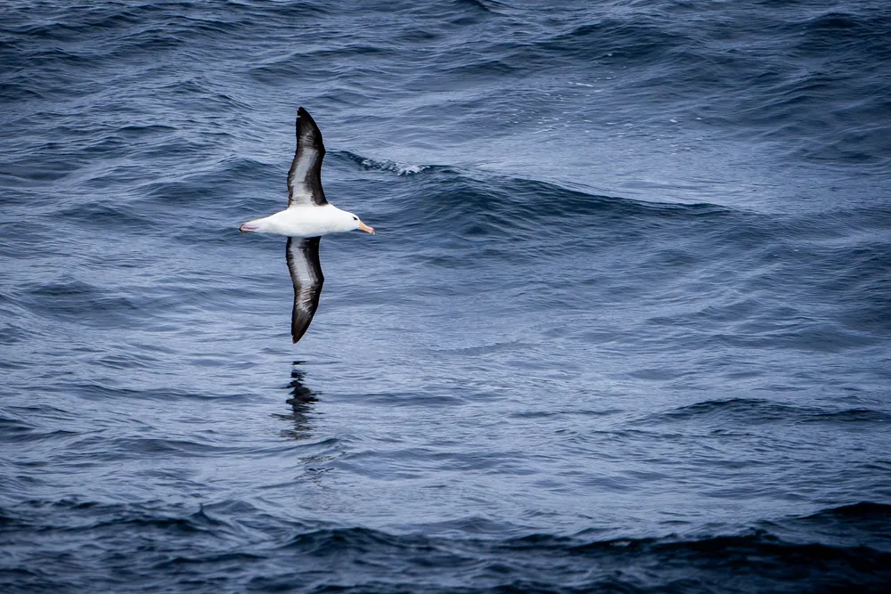 The Drake Passage
