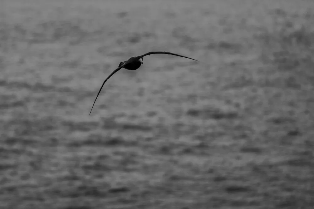 The Drake Passage