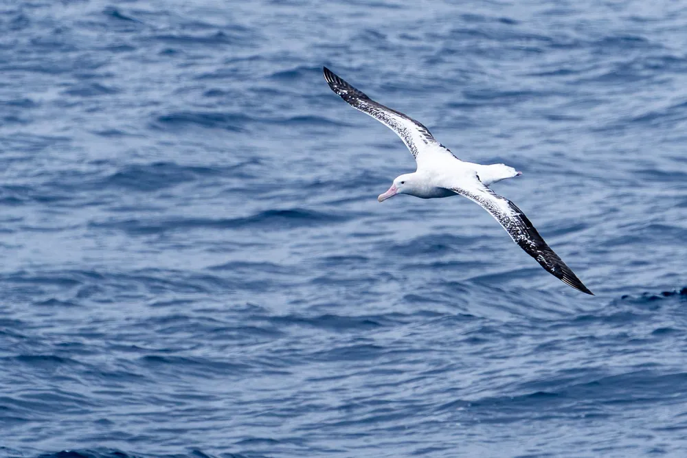 The Drake Passage