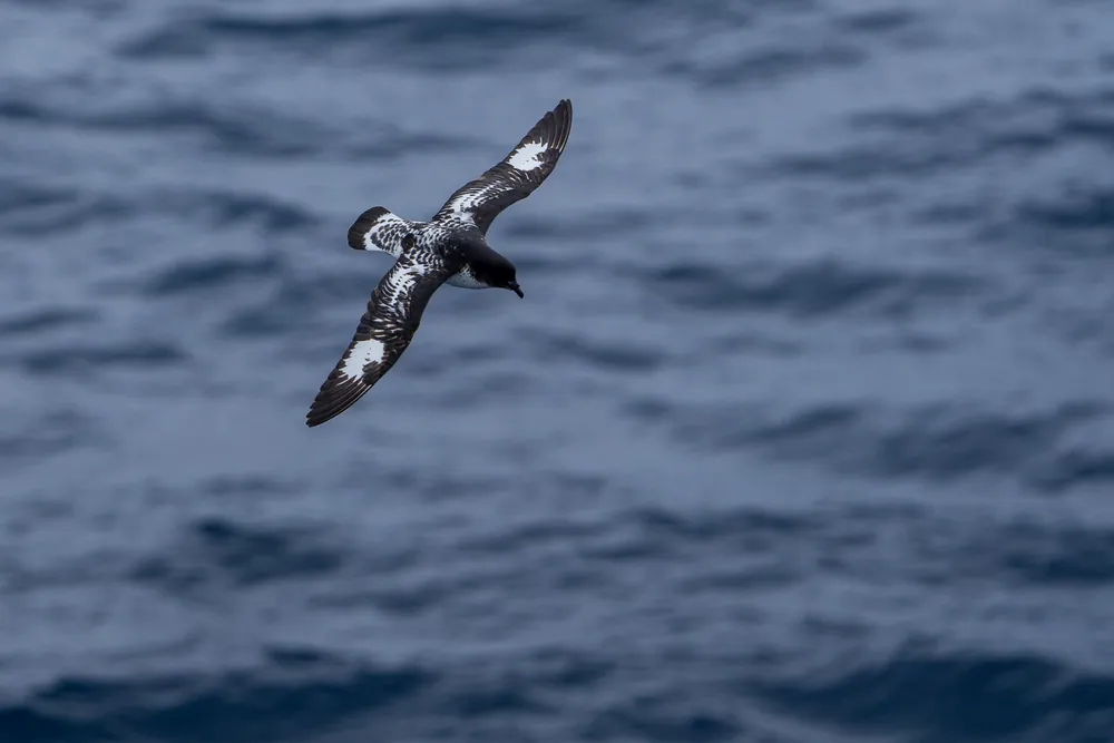 The Drake Passage